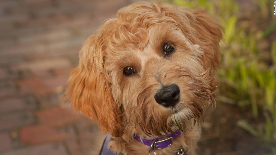 why does wally conron regret labradoodle
