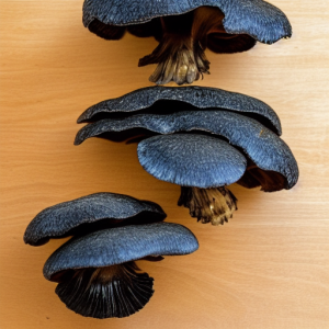 black pearl oyster mushroom