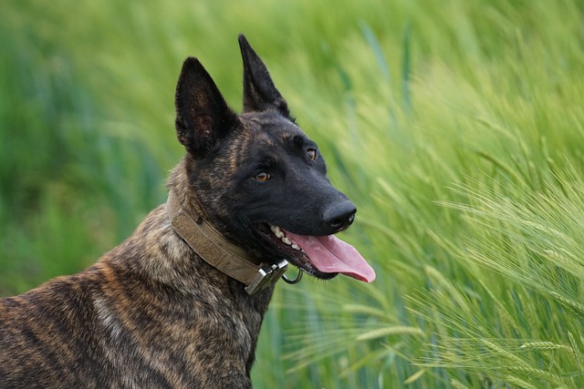 off leash k9 training is the way to go for full control on- and off-leash