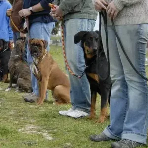 Off-Leash K9 training starts on-leash. Advanced outdoor group training class