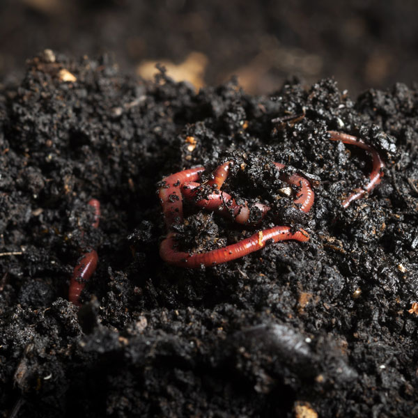 worm composting, vermicomposting