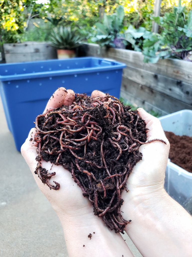 worm compost, vermicomposting